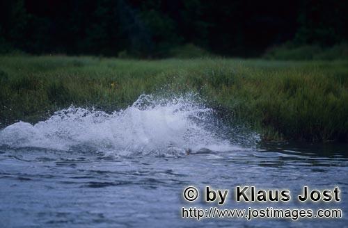 Braunbaer/Brown Bear/Ursus arctos horribilis    Braunbaer verfolgt den Lachs unterwasser    
