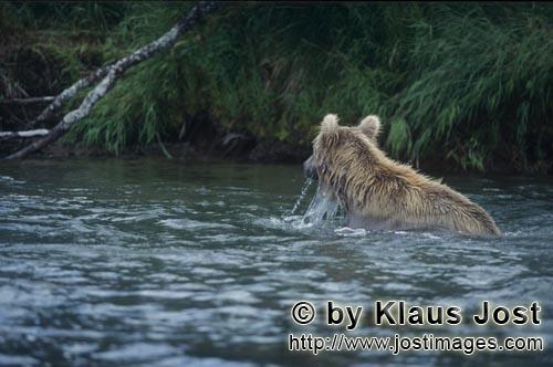Braunbaer/Brown Bear/Ursus arctos horribilis    Braunbaer beim Lachsfischen    
