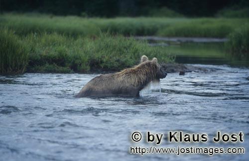 Braunbaer/Brown Bear/Ursus arctos horribilis    Braunbaer beim Lachsfischen    