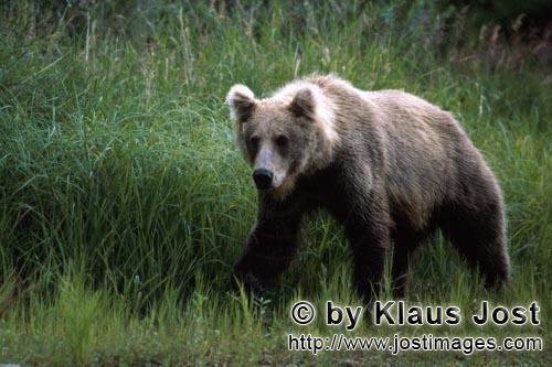 Brown Bear/Ursus arctos horribilis        Brown bear in the high grass        A brown bear (Ursus ar