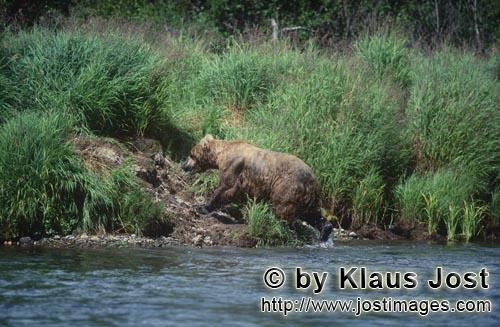 Braunbaer/Brown Bear/Ursus arctos horribilis    Braunbaer am Flußufer    