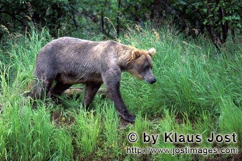 Braunbaer/Brown Bear/Ursus arctos horribilis        Brown Bear travelling along the river bank