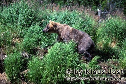 Brown Bear/Ursus arctos horribilis        Brown bear in the grass        A brown bear suddenl