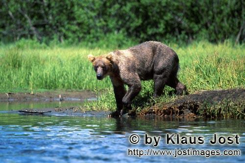 Braunbaer/Brown Bear/Ursus arctos horribilis        Brown Bear travelling along the River        