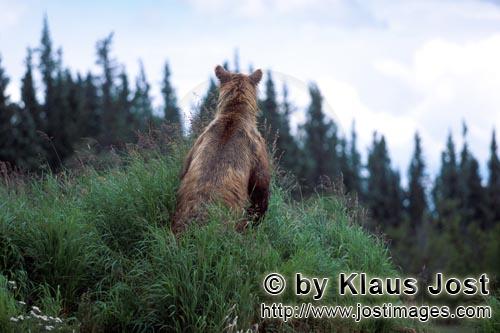 Brown Bear/Ursus arctos horribilis        Erect, highly concentrated brown bear         A brown b