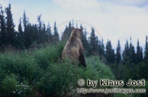 Braunbaer/Brown Bear/Ursus arctos horribilis    Braunbaer am Flußufer haelt Ausschau    
