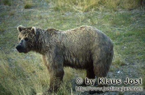 Brown Bear/Ursus arctos horribilis            Brown Bear on the river bank
