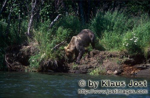 Braunbaer/Brown Bear/Ursus arctos horribilis    Braunbaer auf dem Weg zum Fluß    