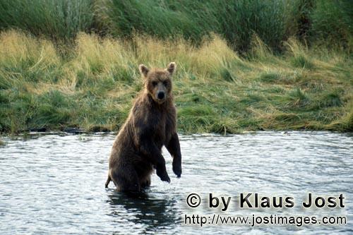 Brown Bear/Ursus arctos horribilis        Erect brown bear        The brown bear aimed to bet