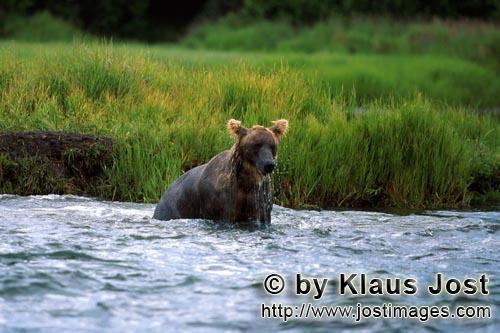 Braunbaer/Brown Bear/Ursus arctos horribilis        Brown Bear fishing for salmon        