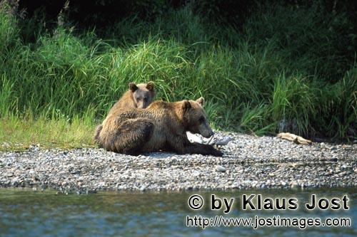 Brown Bears/Ursus arctos horribilis        Two brown bears rest on the riverbank        