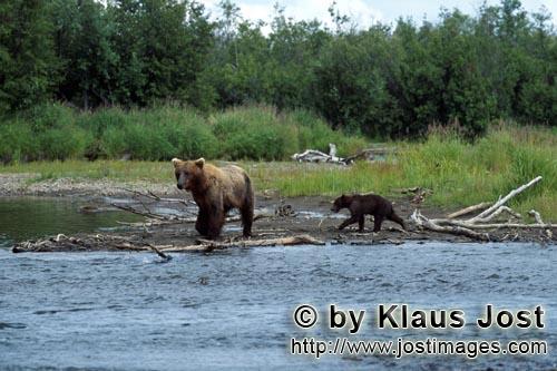 Braunbear/Brown Bear/Ursus arctos horribilis        Brown bear familiy travelling along the Riverbank    