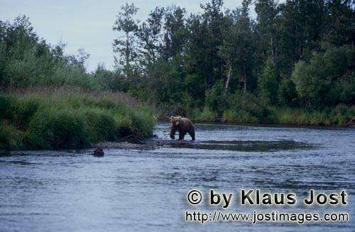 Braunbaer/Brown Bear/Ursus arctos horribilis    Braunbaer im Fluß    