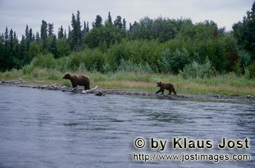Braunbaer/Brown Bear/Ursus arctos horribilis    Braunbaeren am Flußufer    