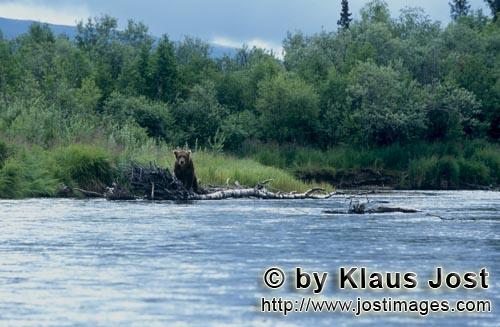 Braunbaer/Brown Bear/Ursus arctos horribilis    Braunbaer schaut zum Fluß    