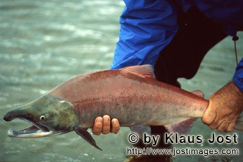Sockeye salmon/Blueback salmon/Oncorhynchus nerka        Wild Sockeye Salmon        