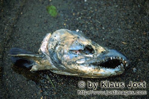 Sockeye salmon/Blueback salmon/Oncorhynchus nerka/        The end of a salmon in the Katmai backcoun