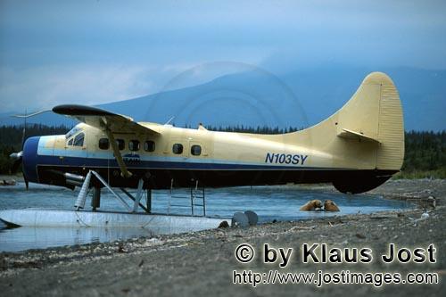Floatplane/Bush plane/Alaska        Playing bears at the Floatplane