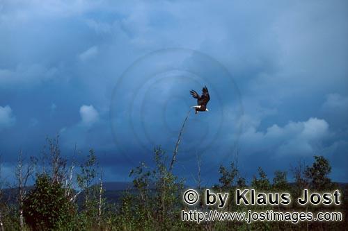 Bald Eagle/Haliaeetus leucocephalus            Bald eagle approaching    
