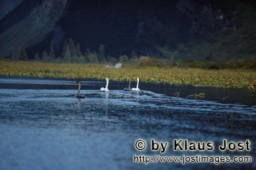 Trumpeter swan/Cygnus buccinator        Swimming trumpeter swans