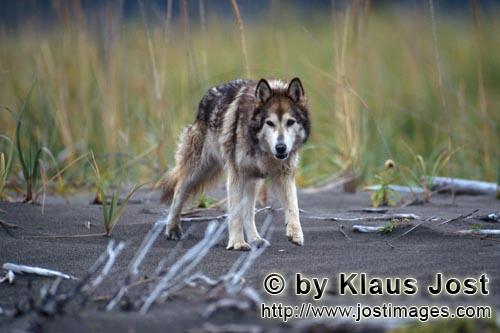 Cook Inlet/Alaska/USA        Wolf dog on the beach