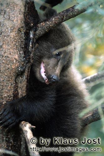 Brown Bear/Ursus arctos horribilis        Relaxed looks the little brown bear from the tree        W