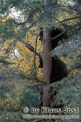 Brown Bears/Ursus arctos horribilis        Three little bears climbing up a tree        While mum