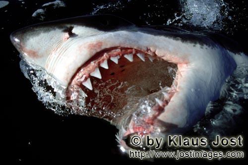 Great White Shark/Carcharodon carcharias        Great White Shark - Slashing jaws         Six sea (o