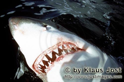 sharp shark teeth