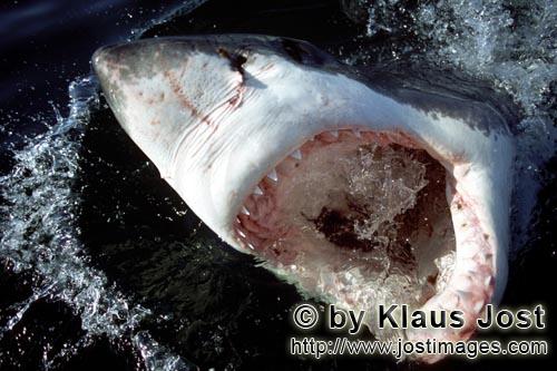 Great White Shark/Carcharodon carcharias        Great White Shark at the surface with its open mouth