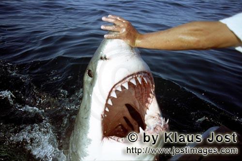 Weißer Hai/Great White Shark/Carcharodon carcharias        Touching the nose of a Great White Shark