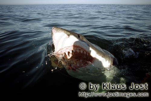 Weißer Hai/Great White shark/Carcharodon carcharias        Great White Shark, interested in the wor