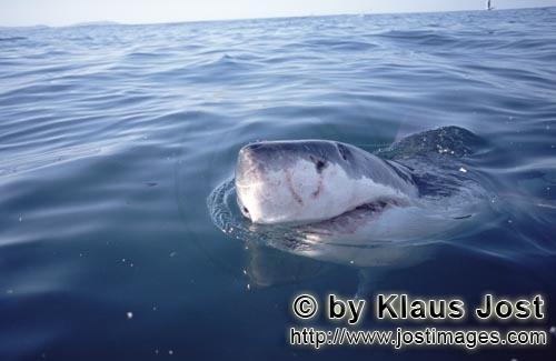 Weißer Hai/Great White Shark/Carcharodon carcharias        Great White Shark lifts its head over wa