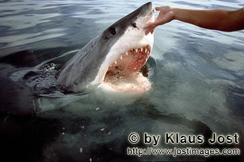 Weißer Hai/Great White Shark/Carcharodon carcharias        Through the touch of its nose with the h