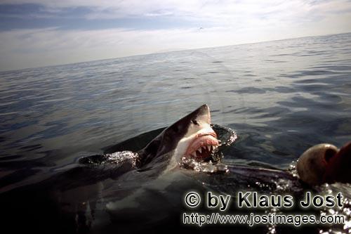 Weißer Hai/Great White Shark/Carcharodon carcharias        Shortly before the White Shark bites int