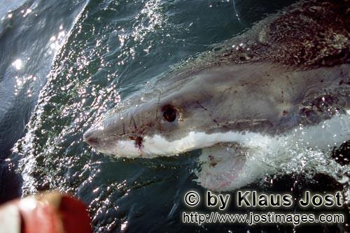 Great White Shark/Carcharodon carcharias        Great White Shark near the outboard engine         