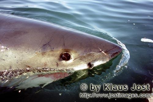 Great White Shark/Carcharodon carcharias        Great White Shark swimming on the water surface 