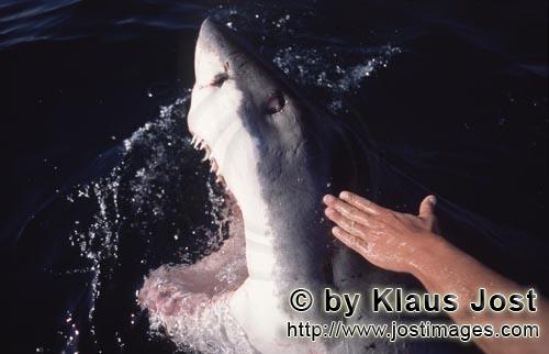 Weißer Hai/Great White Shark/Carcharodon carcharias        Great white shark appears, up with an op