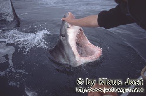 Weißer Hai/Great White shark/Carcharodon carcharias        Great White Shark with open mouth      