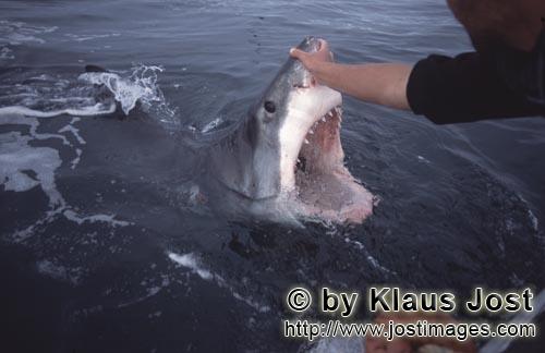 Weißer Hai/Great White shark/Carcharodon carcharias        Touching the nose of a Great White Shark