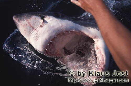 Weißer Hai/Great White Shark/Carcharodon carcharias        Great White Shark at the surface with it
