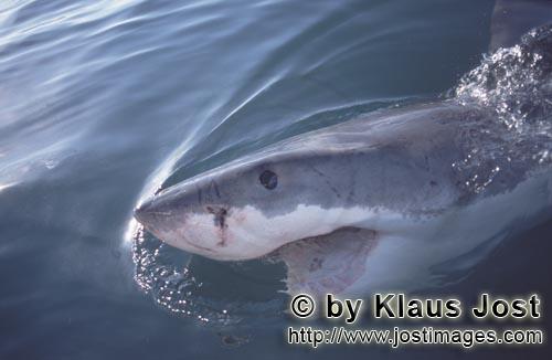 Great White Shark/Carcharodon carcharias        Eye to eye with a Great White Shark        