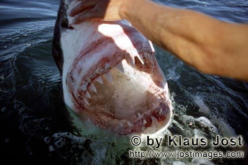 Weißer Hai/Great White Shark/Carcharodon carcharias        Great White shark - jaws wide open    