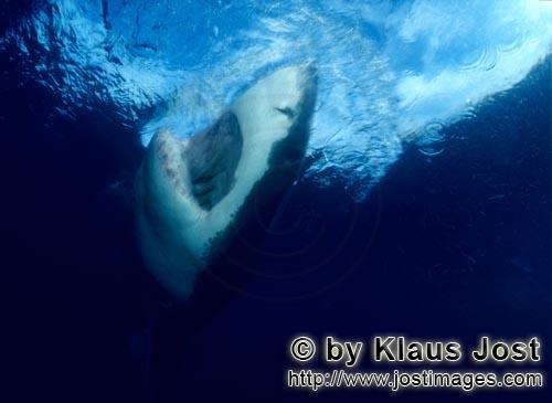 Weißer Hai/Great White Shark/Carcharodon carcharias        A white shark ascending to the ocean sur