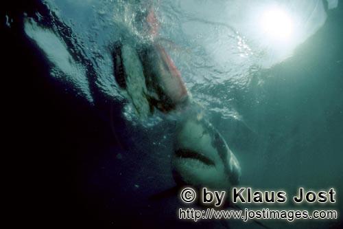 Great White shark/Carcharodon carcharias        White shark close to the fish bait        A great