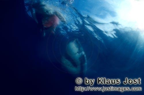 Weißer Hai/Great White Shark/Carcharodon carcharias        Great White Shark