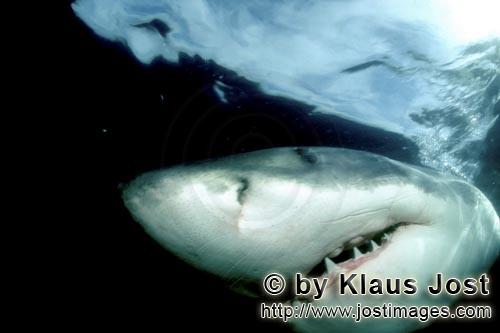 Weißer Hai/Great White shark/Carcharodon carcharias        Unmistakable: The Great White Shark 