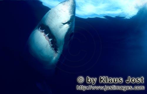 Weißer Hai/Great White Shark/Carcharodon carcharias        Great White Shark ascending to the ocean