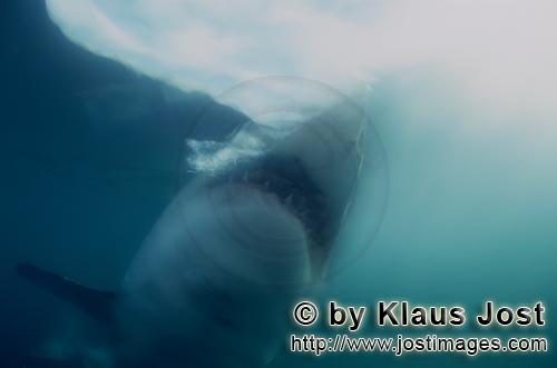 Weißer Hai/Great White Shark/Carcharodon carcharias        The mouth of the Great White Shark with 