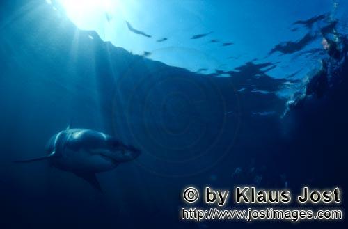 Weißer Hai/Great White shark/Carcharodon carcharias        Great White shark swimming near water surfa